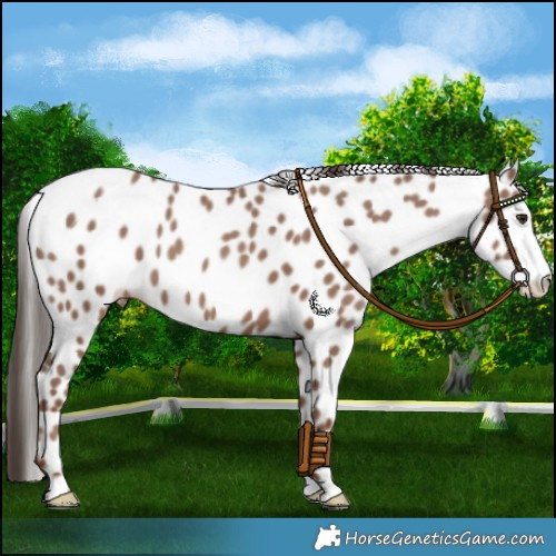 Horse Color:Classic Champagne Leopard 