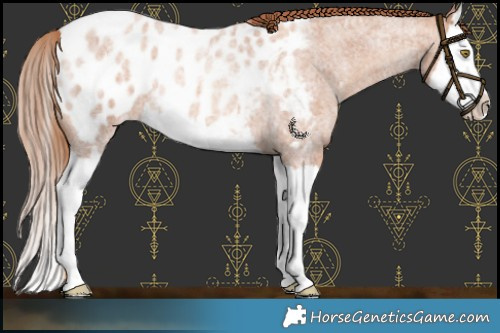 Horse Color:Gold Champagne Roan Splash Appaloosa 