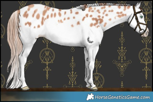 Horse Color:Gold Champagne Splash Leopard 