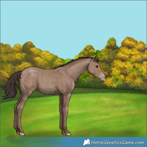 Horse Color:Classic Champagne 