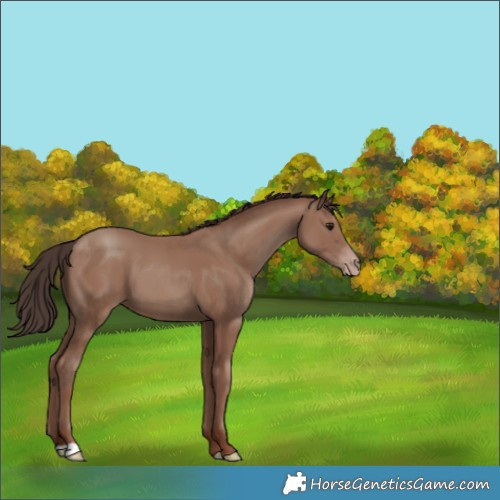 Horse Color:Classic Champagne 