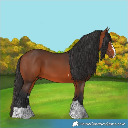 Horse Color:Bay 