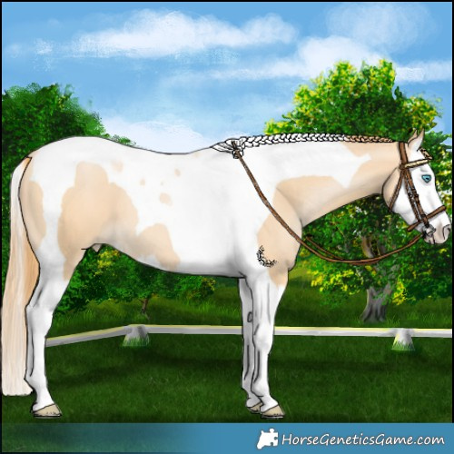 Horse Color:Buckskin Pearl Splash Tobiano