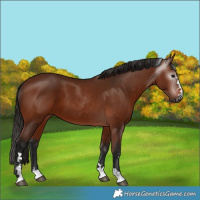 Horse Color:Gray Bay 