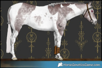 Horse Color:Chocolate Silver Bay Chinchilla Tobiano 