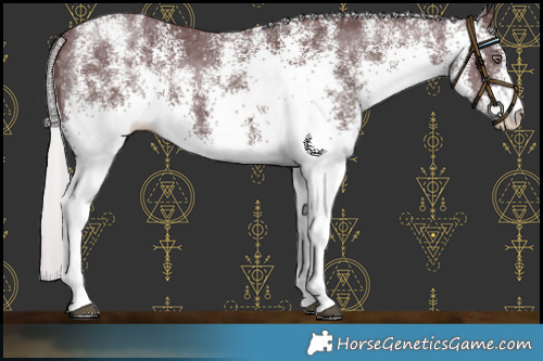 Horse Color:White Spotted Chocolate Silver Black Chinchilla