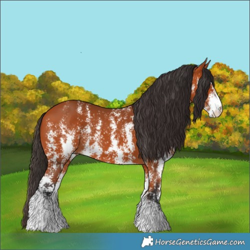 Horse Color:Bay Sabino 