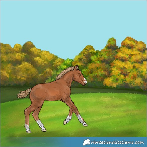 Horse Color:Chestnut 