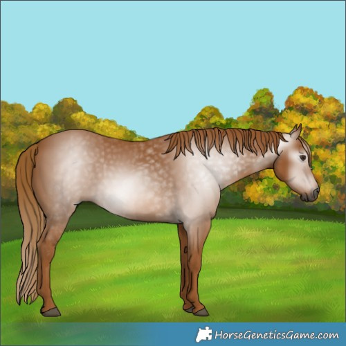 Horse Color:Gray Chestnut 
