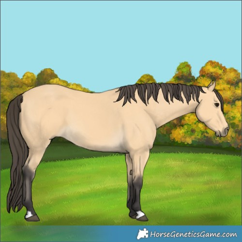 Horse Color:Buckskin 