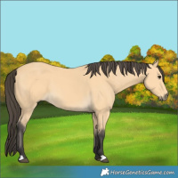 Horse Color:Buckskin 