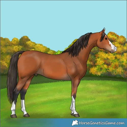 Horse Color:Bay 