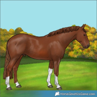 Horse Color:Chestnut Tobiano Rabicano