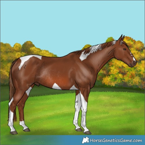 Horse Color:Chestnut Tobiano Rabicano 
