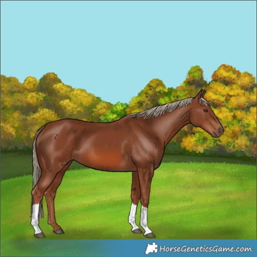 Horse Color:Chestnut Tobiano Rabicano 