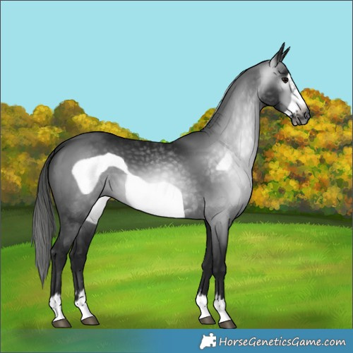 Horse Color:Gray Black Frame