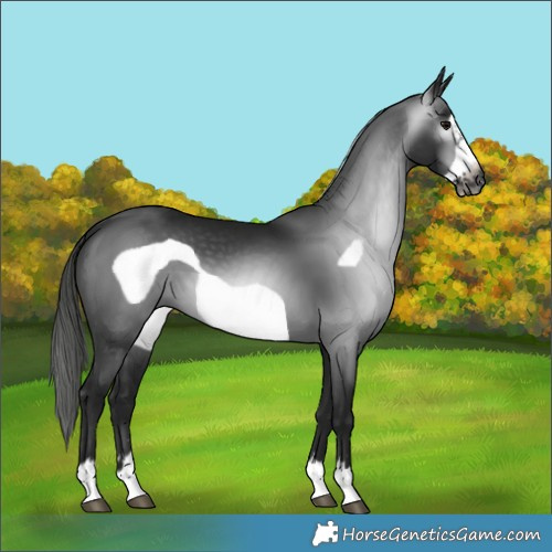 Horse Color:Gray Black Frame 