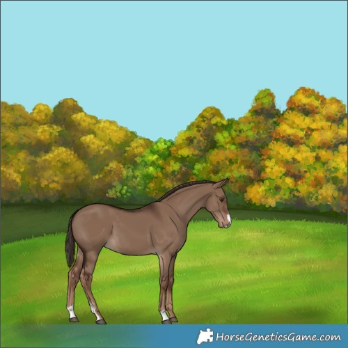 Horse Color:Liver Red Dun Sabino