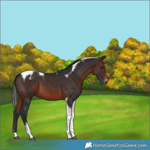 Horse Color:Brown Tobiano Appaloosa