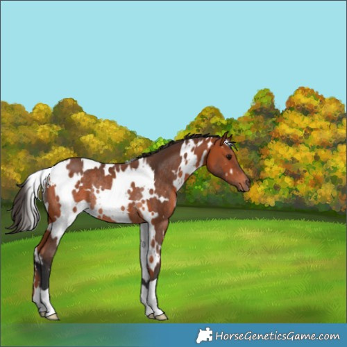 Horse Color:White Spotted Bay Rabicano 