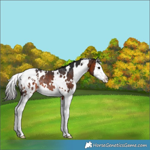 Horse Color:White Spotted Bay Splash Blanket Rabicano 