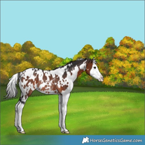Horse Color:White Spotted Brown Splash Appaloosa Rabicano 