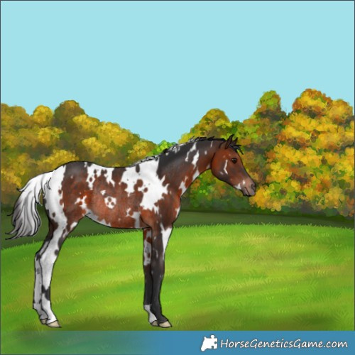 Horse Color:White Spotted Brown Rabicano 