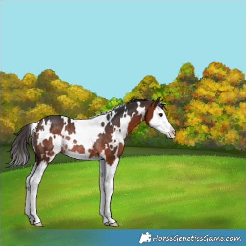 Horse Color:White Spotted Bay Splash Rabicano 