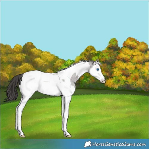 Horse Color:Grullo Roan Splash Tobiano Blanket Rabicano 