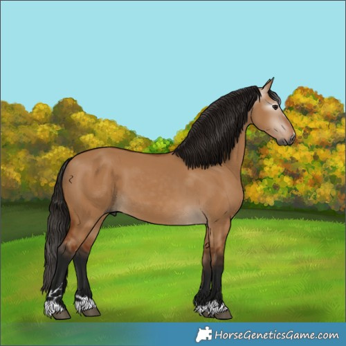 Horse Color:Gray Bay Dun