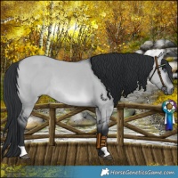 Horse Color:Brown Chinchilla Dun Rabicano