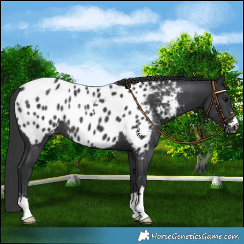 Horse Color:Black Appaloosa Rabicano