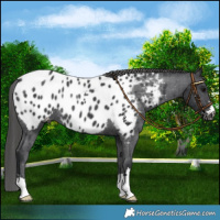 Horse Color:Black Near Leopard Rabicano