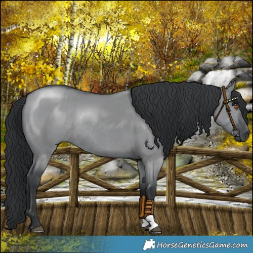 Horse Color:Grullo Chinchilla Rabicano 