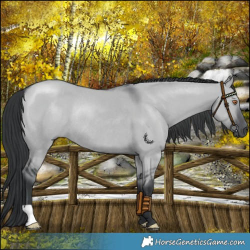 Horse Color:Grullo Chinchilla Rabicano 