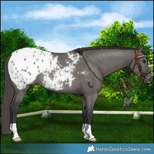 Horse Color:Grullo Appaloosa Rabicano 