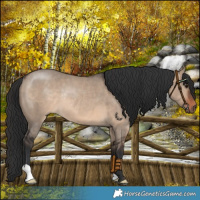 Horse Color:Brown Dun Rabicano