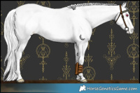 Horse Color:Palomino Chinchilla Appaloosa 