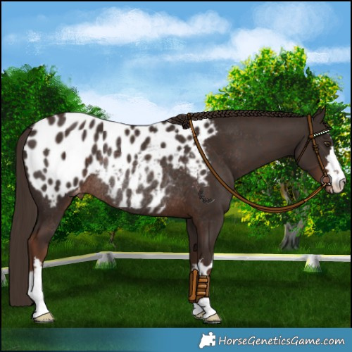 Horse Color:Liver Chestnut Appaloosa Rabicano 