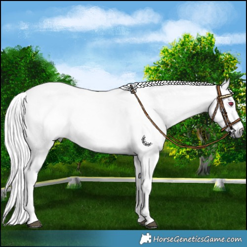 Horse Color:Red Dun Chinchilla Rabicano 