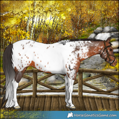 Horse Color:Brown Tobiano Near Leopard 