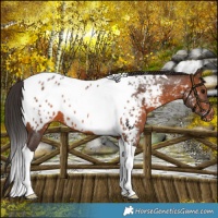 Horse Color:Brown Tobiano Near Leopard 