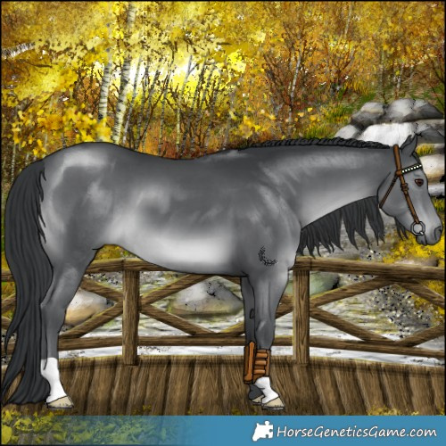 Horse Color:Black Chinchilla 