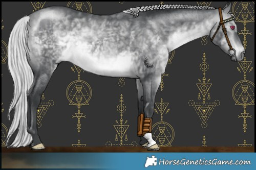 Horse Color:Silver Brown Chinchilla 