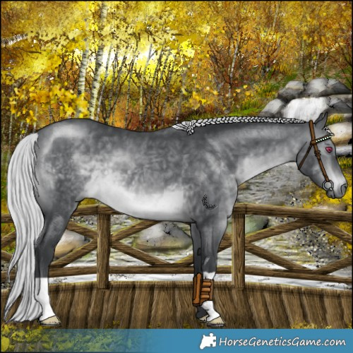 Horse Color:Silver Brown Chinchilla 