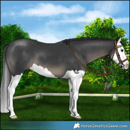 Horse Color:Black Splash