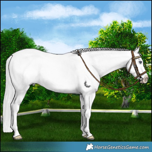 Horse Color:Silver Buckskin Chinchilla Onyx Splash 