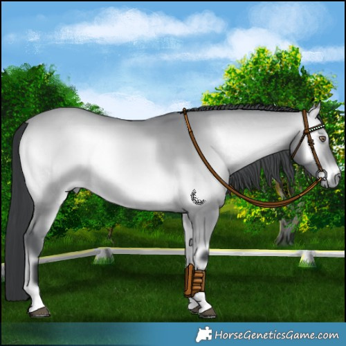Horse Color:Bay Chinchilla Onyx