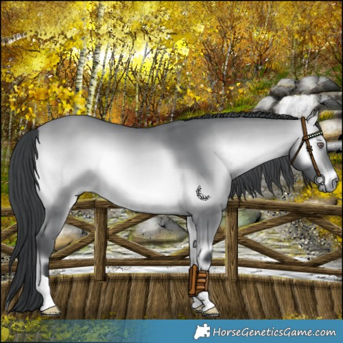 Horse Color:Bay Chinchilla Onyx 