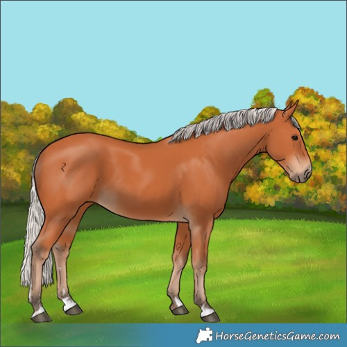 Horse Color:Silver Bay 